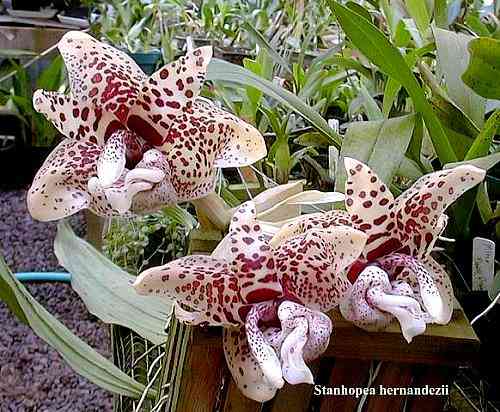 Stanhopea hernandezii